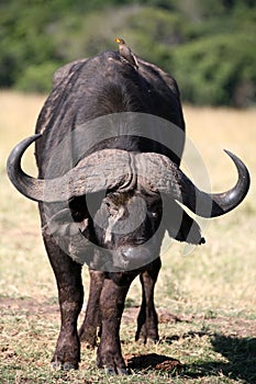 Buffalo and Oxpecker (Kenya)