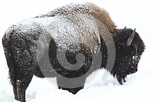 Buffalo in Permafrost in Deep Snow