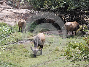 buffalo picture at zoo national du mali