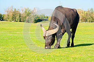 Buffalo portrait