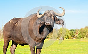 Buffalo portrait