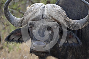 Buffalo portrait photo