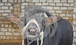 Buffalo portrait in a farm in Egypt