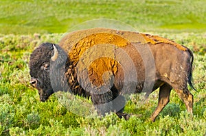 Buffalo profile