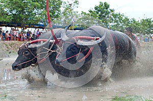 Buffalo Racing