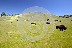 Buffalo on the range off Route 58 west of Bakersfield, CA