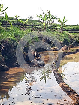 Buffalo in the ricefield, Morning view in village