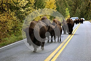 Buffalo On Road