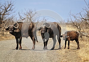 Buffalo roadblock