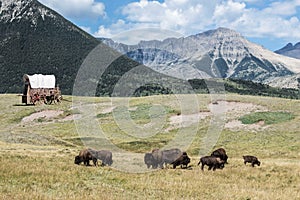 Buffalo roaming the land with a covered wagon sitting in the field with mountains looming.