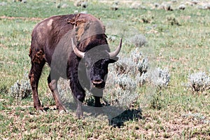 Buffalo roaming on the prairie