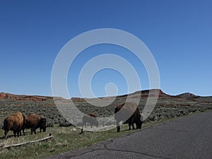 Buffalo roaming in wyoming