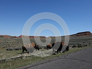 Buffalo roaming in wyoming