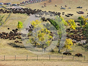 Buffalo Roundup