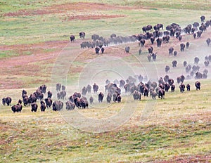 Buffalo Roundup