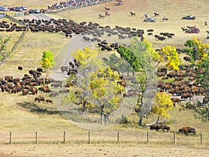 Buffalo Roundup in Custer State Park, South Dakota.