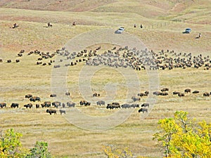 Buffalo Roundup in Custer State Park, South Dakota.