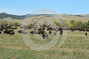 Buffalo Run, Custer, South Dakota