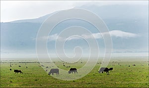 Buffalo s are grazed.