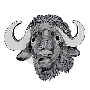 Buffalo`s head. Vector illustration on white background