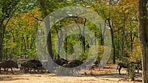 buffalo searching for food at dry season in the Miombo