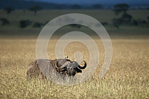 Buffalo at the Serengeti National Park