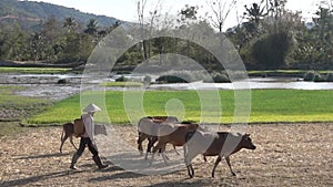 Buffalo Shepherd On Rice Field