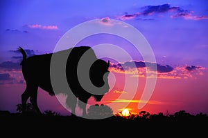 Buffalo silhouette at sunrise