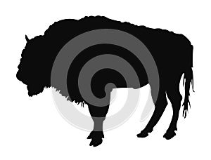 Buffalo silhouette