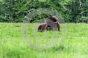 Buffalo sitting in the grass relaxing in the woods.