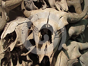 Buffalo skullls at Head-Smashed-In Buffalo Jump