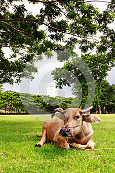 A buffalo sleeping on the grass with building background