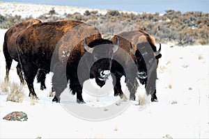 Buffalo in the Snow