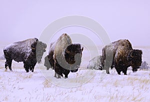 Buffalo in the snow