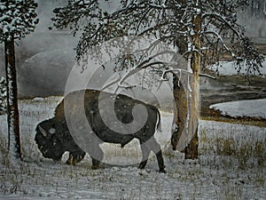 Buffalo in the snow
