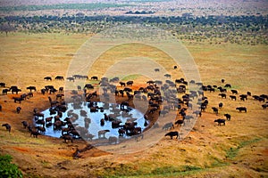 Buffalo at the source