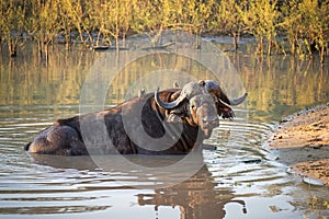 Buffalo, South Africa