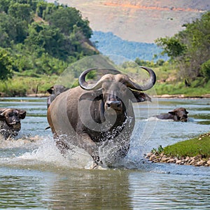 buffalo standing in water. AI Generated