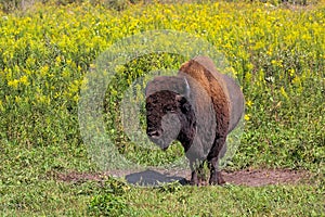 Buffalo Stands In Its Wallow