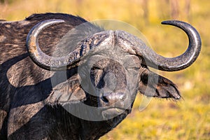 A buffalo at sunrise during a safari in the Hluhluwe - imfolozi National Park in South africa