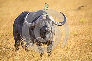 Buffalo surrounded by the grass in Masai Mara Safari, Kenya