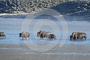 Buffalo swimming across river