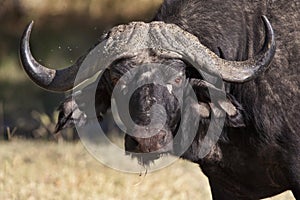 Buffalo (Syncerus caffer) - Botswana photo