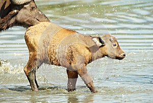 Buffalo (Syncerus caffer) calf with his mother