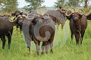 Buffalo (Syncerus caffer) standing in a field