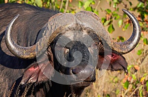 Buffalo (Syncerus caffer) in the wild photo