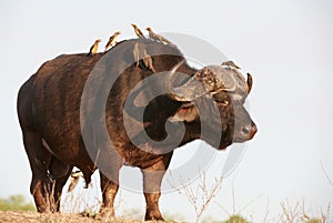 Buffalo (Syncerus caffer) in the wild