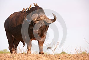 Buffalo (Syncerus caffer) in the wild photo