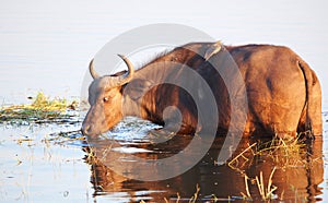 Buffalo (Syncerus caffer) in the wild photo