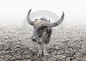 Buffalo tether on the cracked soil ground photo